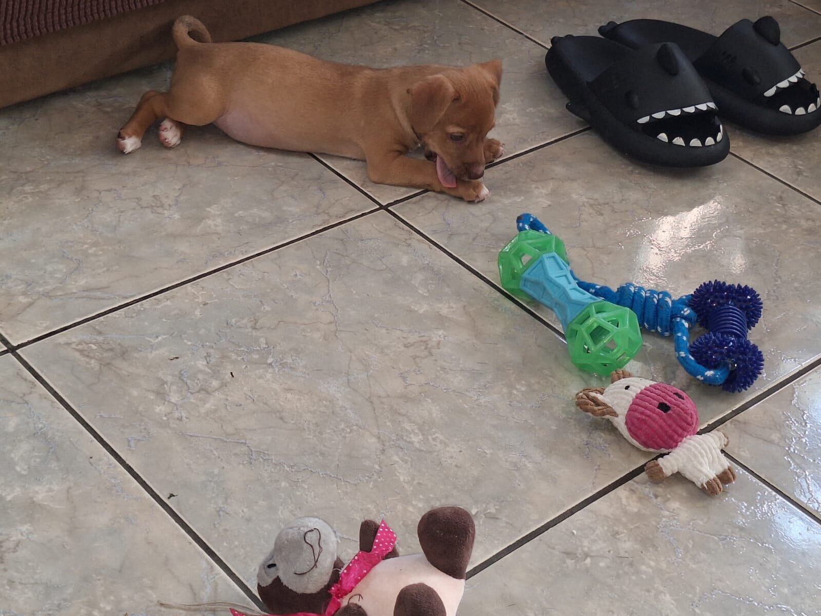 Mamá de perrito rescatado asegura que peludito vino a llenar un vacío.