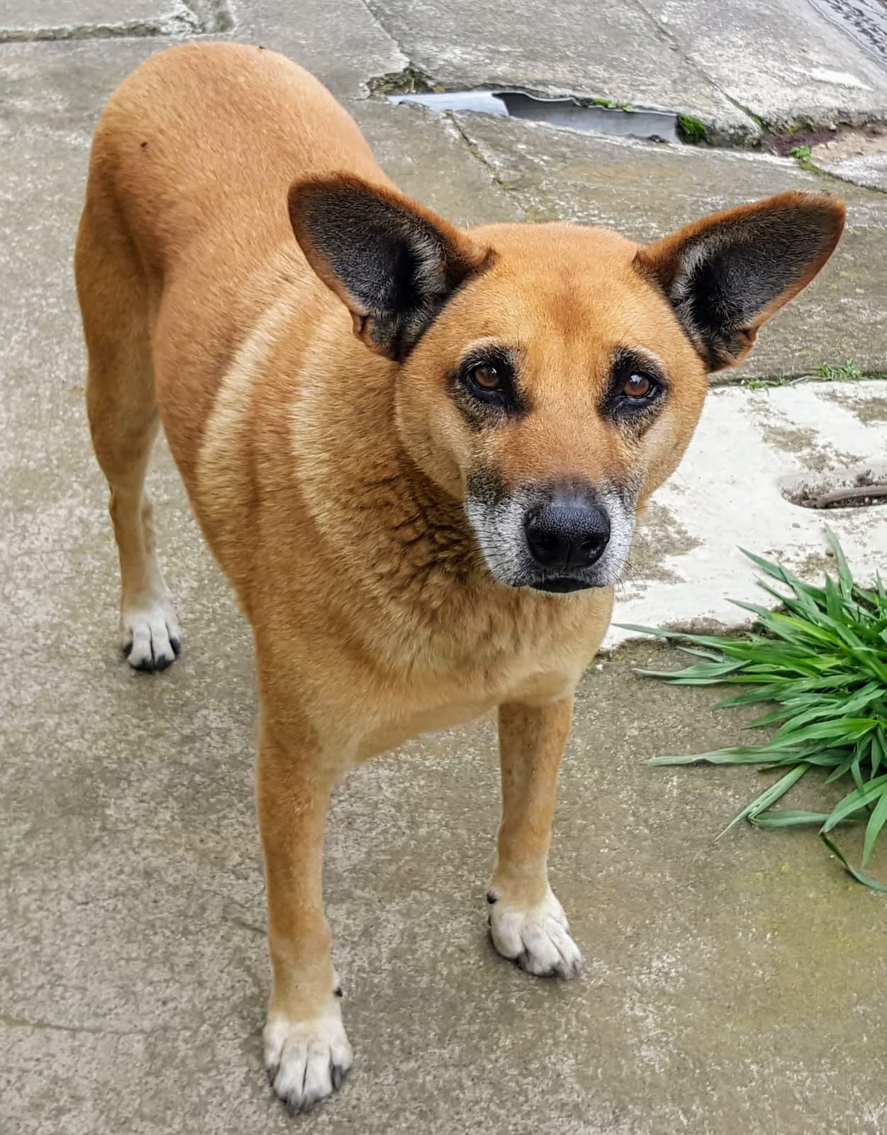 Canelo, un perro mestizo (zaguate) costarricense cuya historia de amor incondicional quedó grabada para siempre en una calle del residencial Málaga en Sabanilla de Montes de Oca