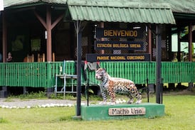 Querido guía turístico Dionisio “Nito” Paniagua no podrá ingresar al Parque Nacional Corcovado y explica por qué