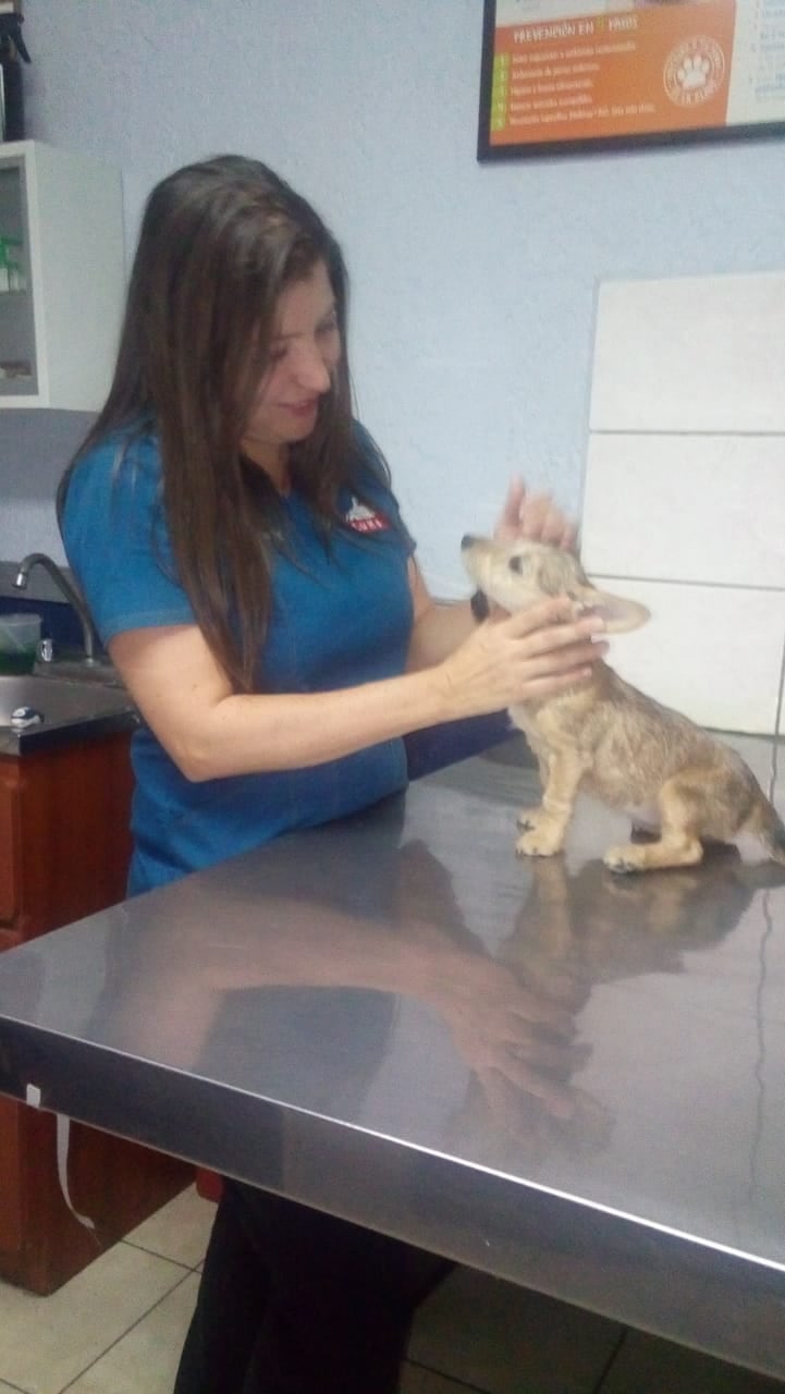 Niño de Cartago recupera a su perrita que estuvo perdida por 9 días. Foto Keyna Calderón.