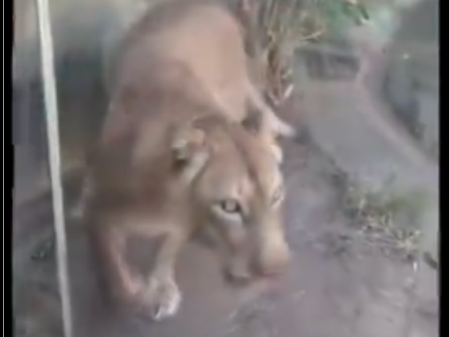 Leona mató a joven en zoológico de Brasil tras invasión a su recinto. El animal está en observación y no será sacrificado.