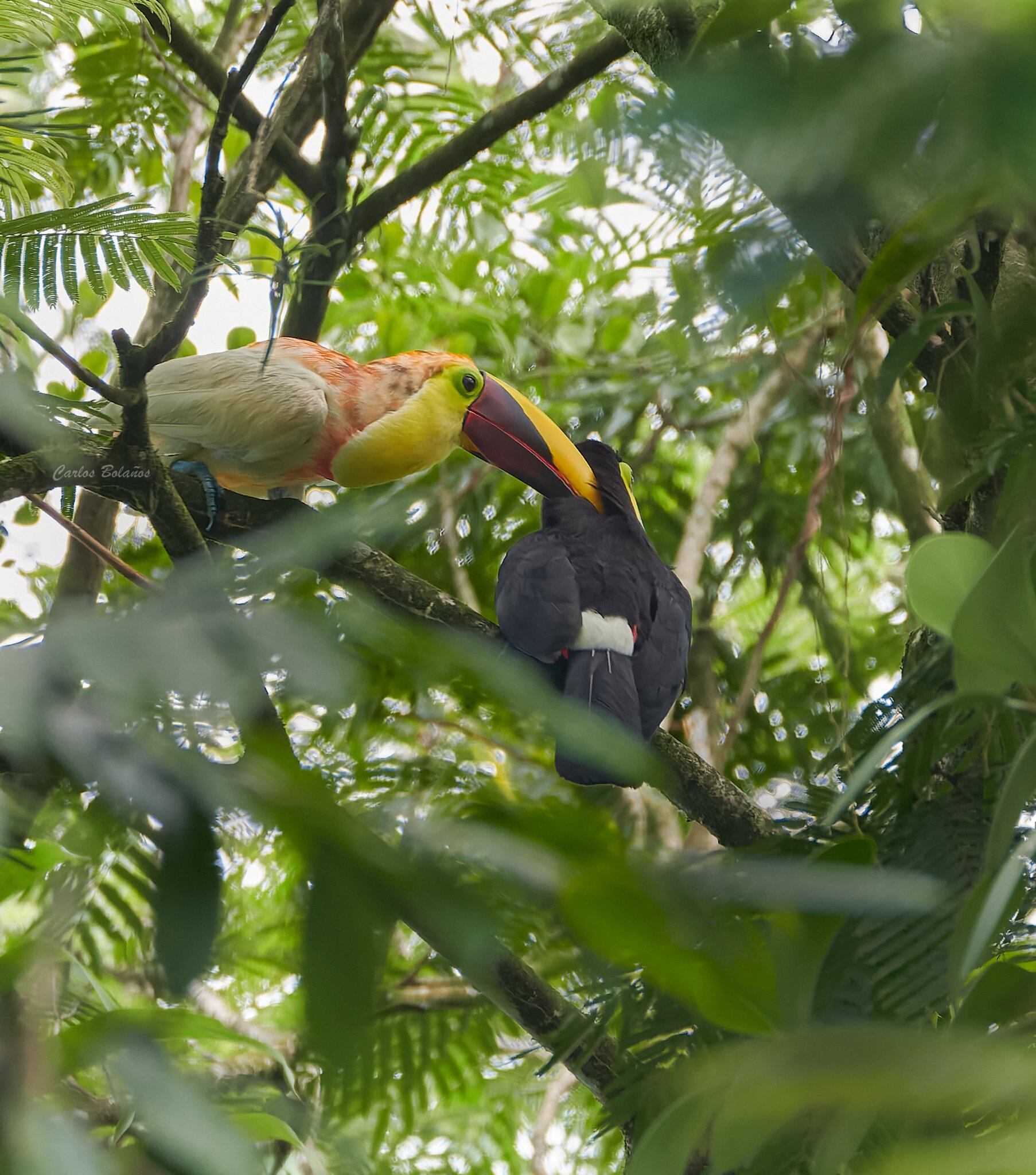Carlos Bolaños, un fotógrafo profesional de aves, vecino de Guápiles, pasó de luchar al máximo por lograr fotografiar un tucán albino en el 2019, a convertirse en amigo de ese tucán, tanto así que ahora el ave lo visita al menos una vez al año