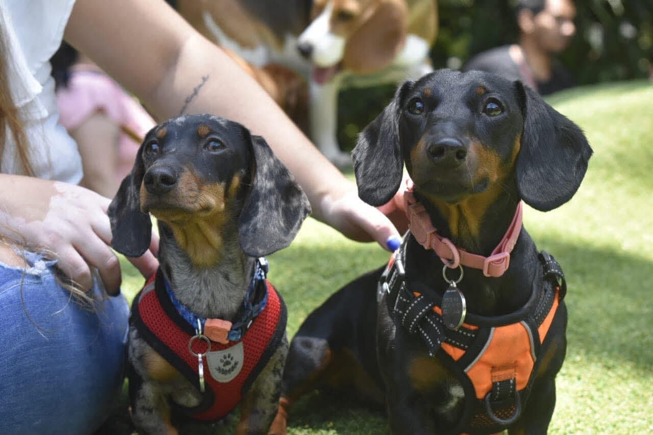 Daniel Alvarado García no solo es un chef profesional con 15 años de experiencia, también es el "papá" humano de Perdita y Pipin, dos perritos que comen mejor que muchos humanos, y no por antojo, sino porque él y su pareja, Nicole Irola, crearon un negocito lleno de amor perruno llamado Perdibites