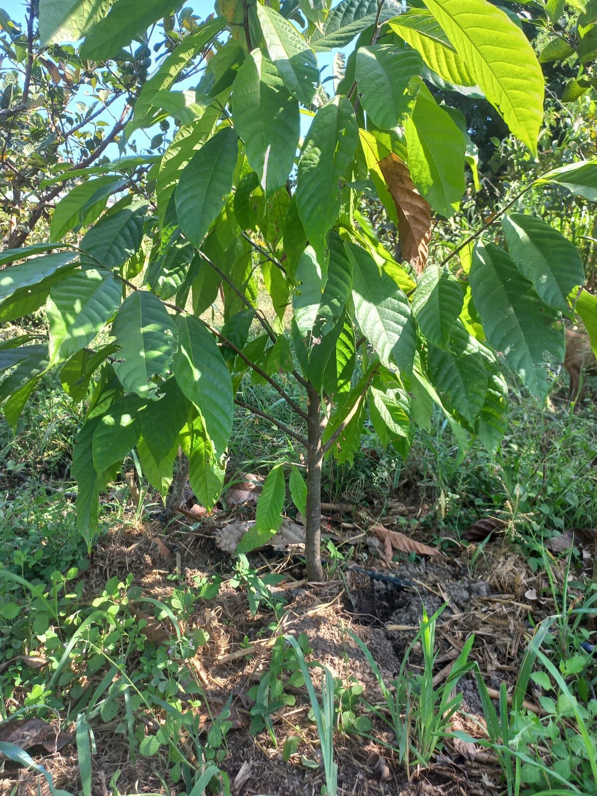 Noilyn Barrantes es una agricultora de Paquera que exportará cacao a Inglaterra.