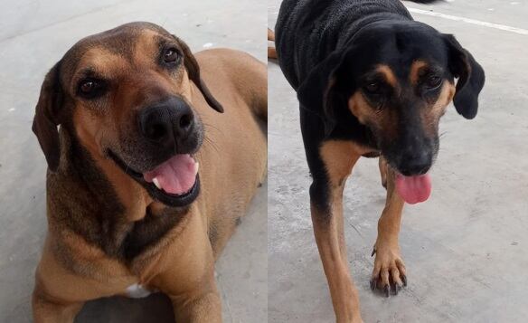 Perritas "policías" salvaron la vida de dos peluditos abandonados. Foto cortesía Kathya Chavarría.