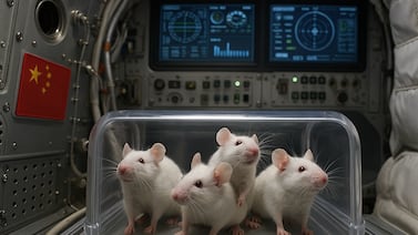 ¿Por qué China llevará cuatro ratones al espacio junto a su astronauta más joven?