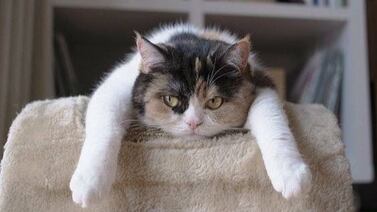 Día Internacional del Gato: los diez pecados más comunes que cometen los dueños de felinos