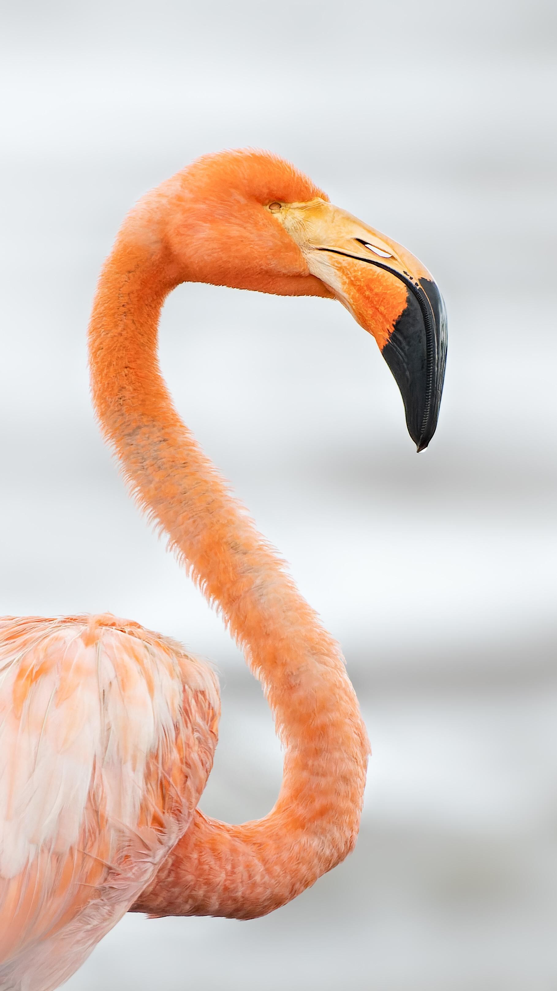 Alexander Montero, guía turístico y observador de aves le contó a La Teja cómo logró captar con su lente la belleza de un flamenco americano que anda en el Caribe de nuestro país. Cortesía.