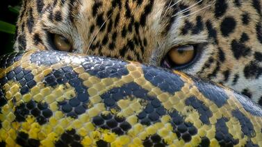 Fotógrafo revela la historia detrás de la impactante imagen de un jaguar y una anaconda en plena lucha