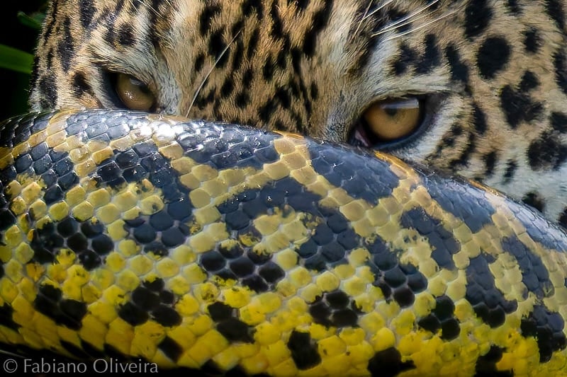 Fotógrafo revela la historia detrás de la impactante imagen de un jaguar y una anaconda en plena lucha