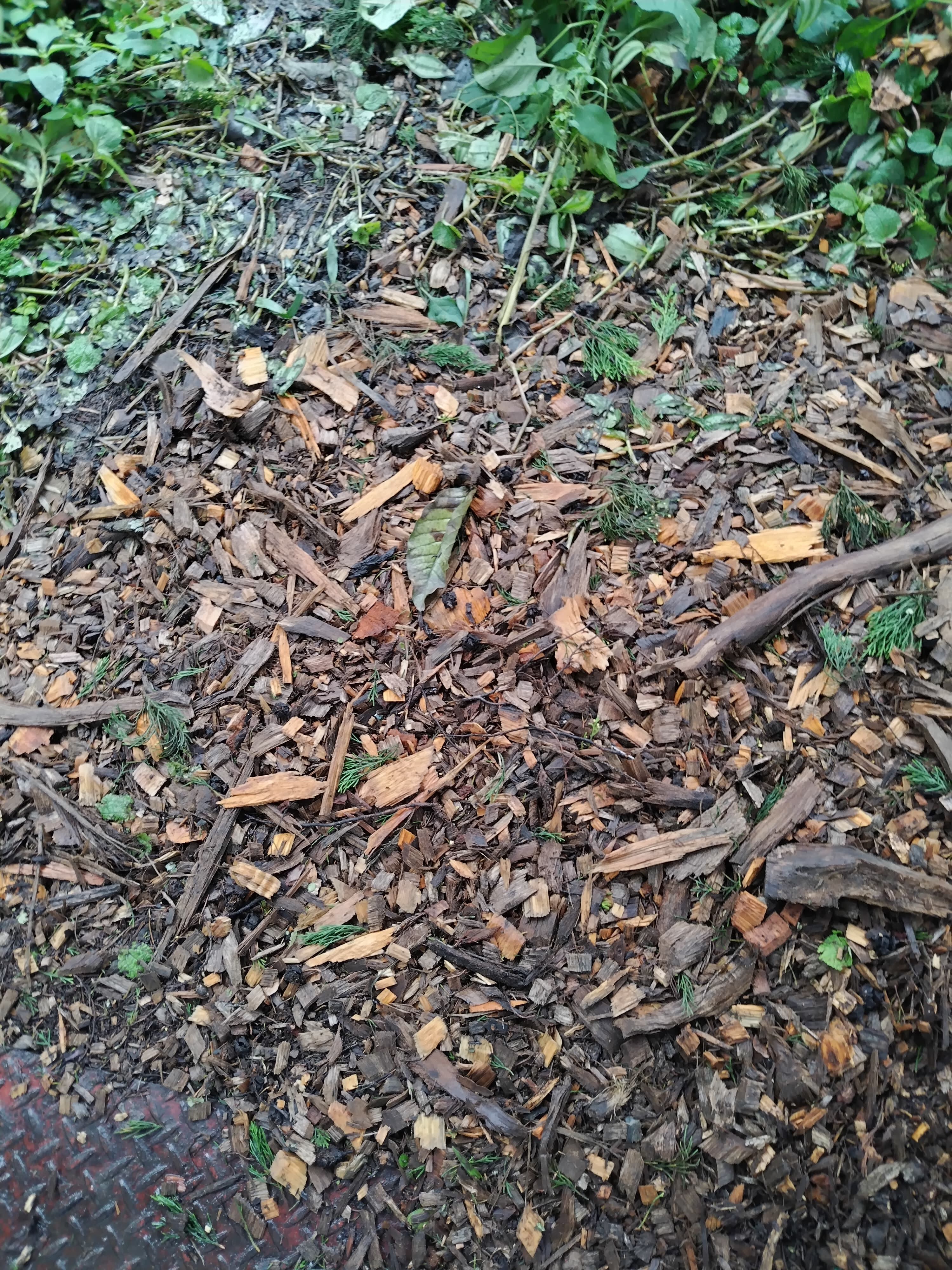 El arbolito de Navidad del Hospital Nacional de Niños (HNN) cumple 42 años de edad este 2024 y, alegremente, está pura vida de salud al punto que un experto de la Compañía Nacional de Fuerza y Luz (CNFL) nos confirmó que esta tan pura vida como un carajillo de 15 años.