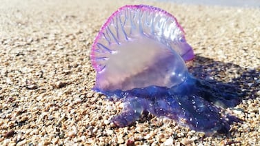 Si va para las playas de Limón, tenga cuidado con las “aguas malas”