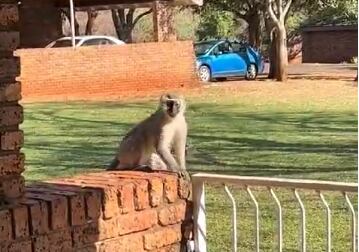 Un mono se metió a la cabina de Nito e hizo un desorden