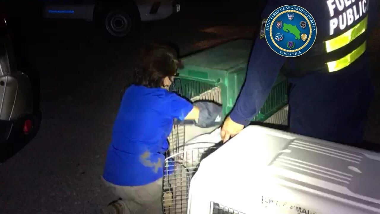 Policías y finquero rescatan ave herida en Upala. Foto MSP.