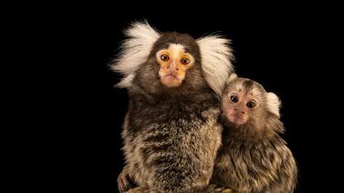 Detienen a dos traficantes que escondieron a seis simios en su ropa interior