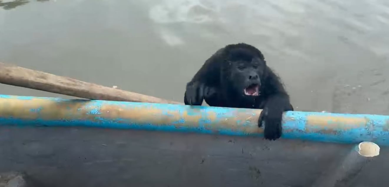 Rescate de mono congo en río Sixaola. Foto: captura de video