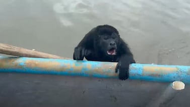 Héroes en el río: así salvaron a un mono congo que luchaba por su vida en el Sixaola