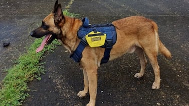 Conozca a Booster: el perro bombero de Limón que no usa casco pero se gana el corazón de todos