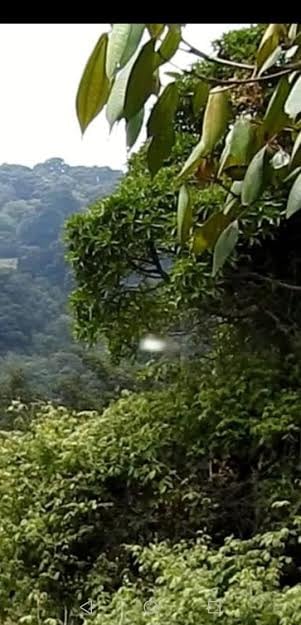 Caneplas captadas por Alejandro Sáenz