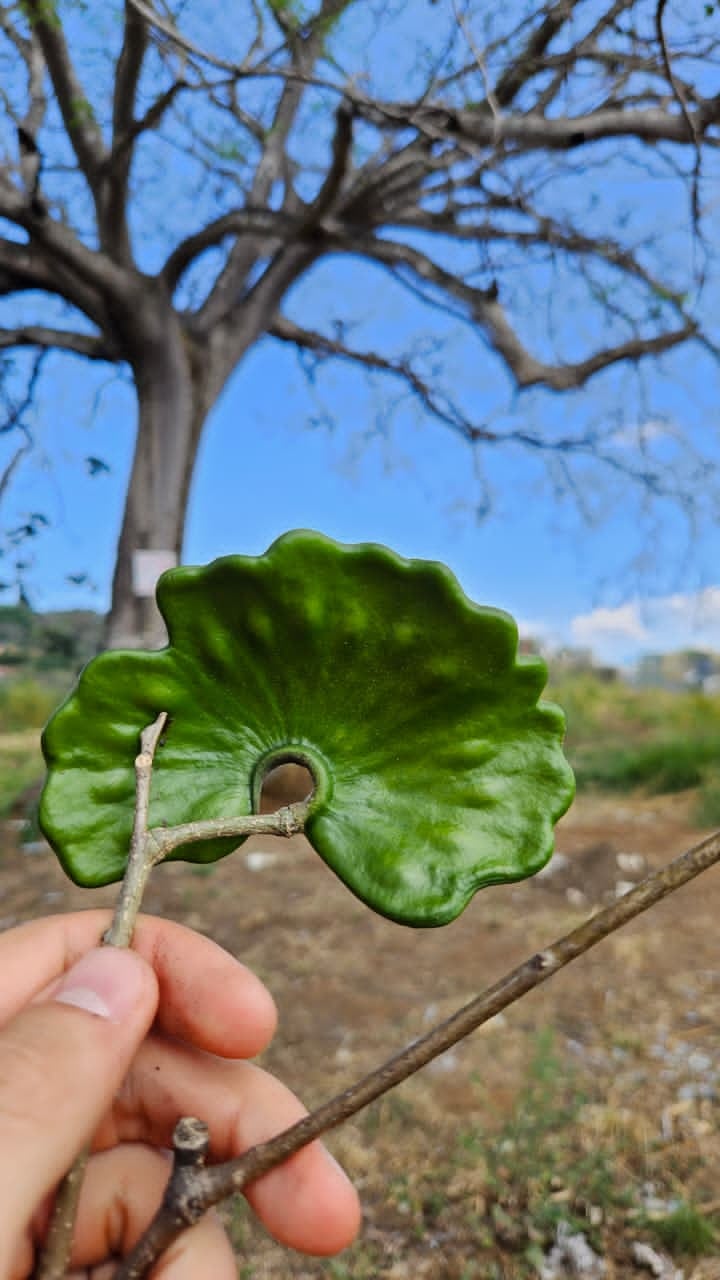 En Costa Rica hay muchas historias de pulseadores, pero la de Rodrigo Crovetto Chassoul, de 23 años, tiene un ingrediente que la hace única: el árbol de Guanacaste, símbolo nacional.