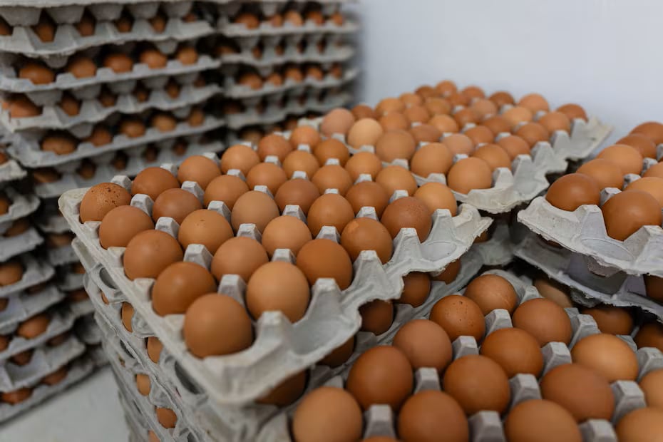 Un emprendimiento que nació con 50 gallinas ya alcanza una producción de 1.200 huevos diarios y apuesta por seguir creciendo pese a la competencia del mercado.
