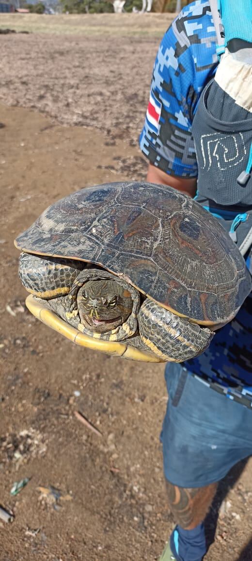 En este mes de marzo, por primera vez, se han unido cuatro instituciones que lograron el permiso del Instituto Costarricense del Deporte y la Recreación (Icoder) para poder meterle mano con la limpieza al lago