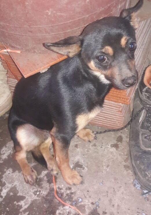 Minerva Hernández dona cuadros a fundaciones que ayudan a perros. Salvó la vida de Mila.