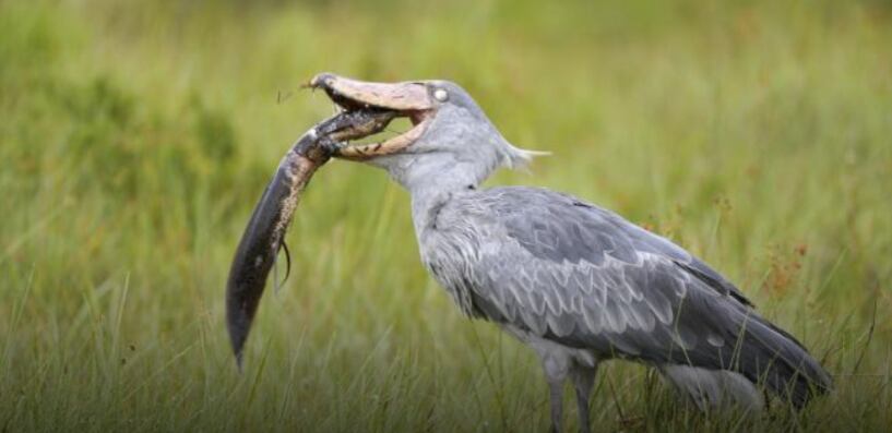 cigüeña picozapato