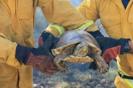 La lucha por sobrevivir en Palo Verde: tortuga fue rescatada mientras avanzaba el incendio