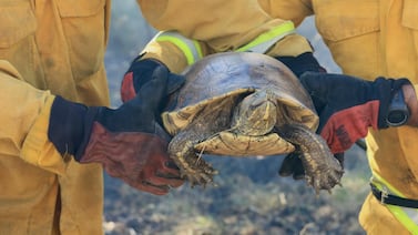 La lucha por sobrevivir en Palo Verde: tortuga fue rescatada mientras avanzaba el incendio