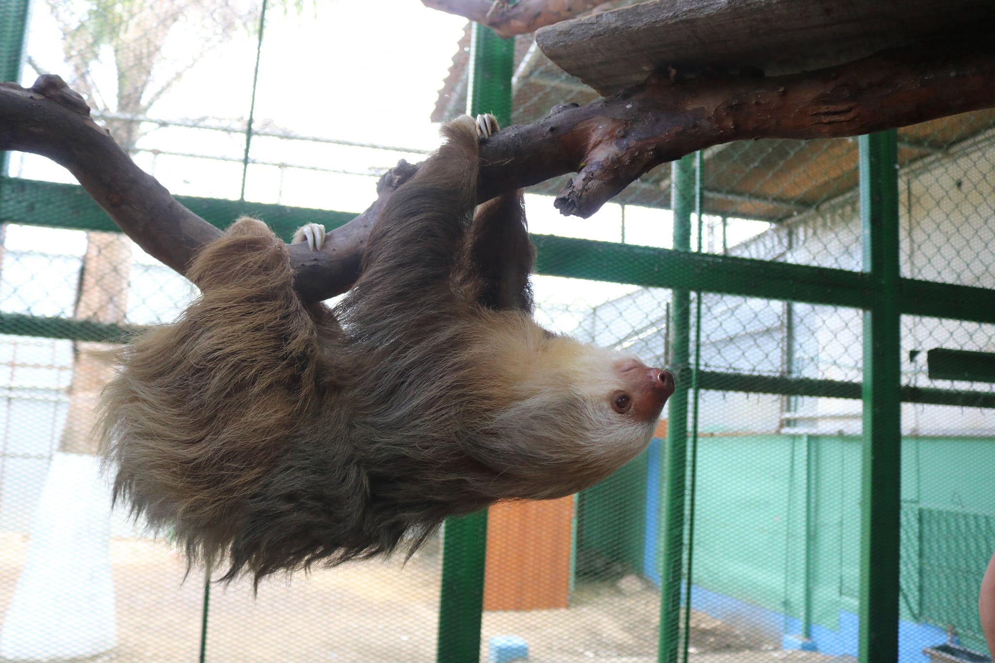 En el Parque de la Alegría Arca de Noe de la Asociación Obras del Espíritu Santo en el barrio Cristo Rey de San José, el padre Sergio Valverde tiene un cocodrilo que se llama Juancho y este 2023 15 años de edad y 10 de ser parte de la familia de Obras del Espíritu Santo. En el Arca de Noe también hay perezosos