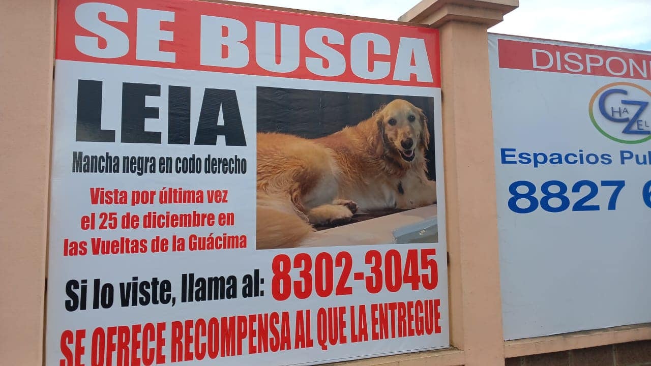 Perrita Leia volvió con sus dueños