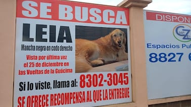 ¡Apareció Leia! Perrita estuvo perdida por siete semanas