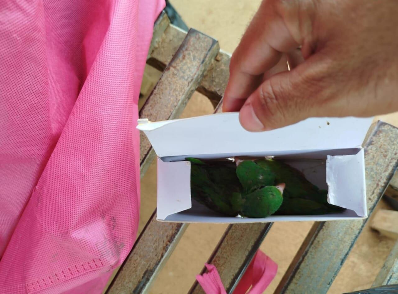 Estos periquitos fueron salvados de la muerte