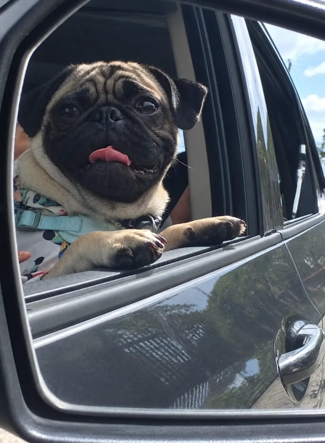 Buddy, el pug que llegó como regalo y terminó siendo el compañero inseparable de su abuelita humana, doña Francini Moya, de Paraíso de Cartago