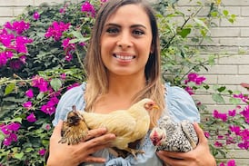 Tres gallinas son las mascotas que cacarean alegría y amor en un hogar de Cartago