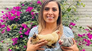 Tres gallinas son las mascotas que cacarean alegría y amor en un hogar de Cartago