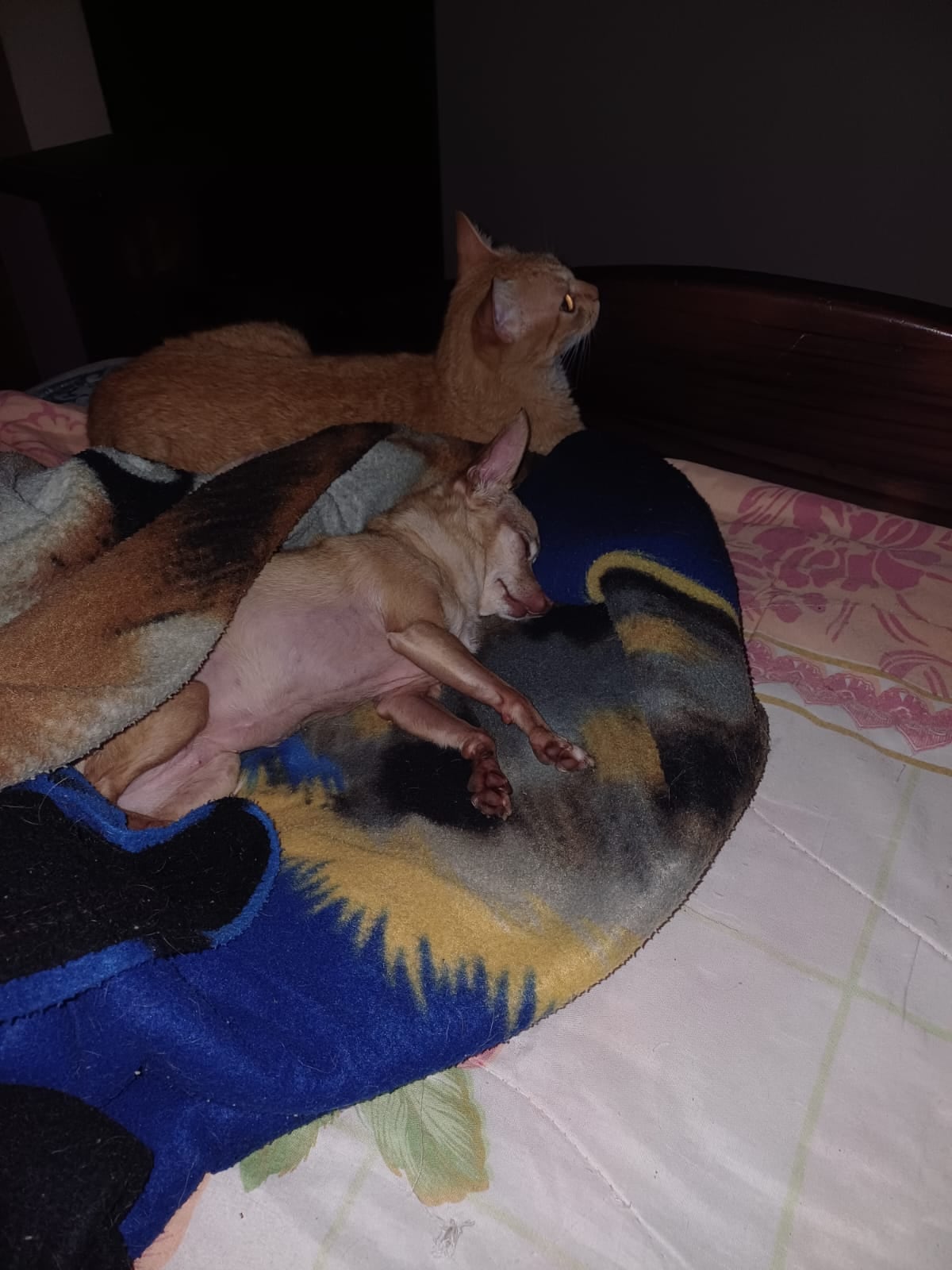 En La Guácima de Alajuela, una historia de amor del bueno, del que mueve montañas, se vive todos los días entre Lauren Bonilla, de 49 años, y su inseparable perrita Ginger, una chihuahua que llegó a su vida justo cuando más la necesitaba.