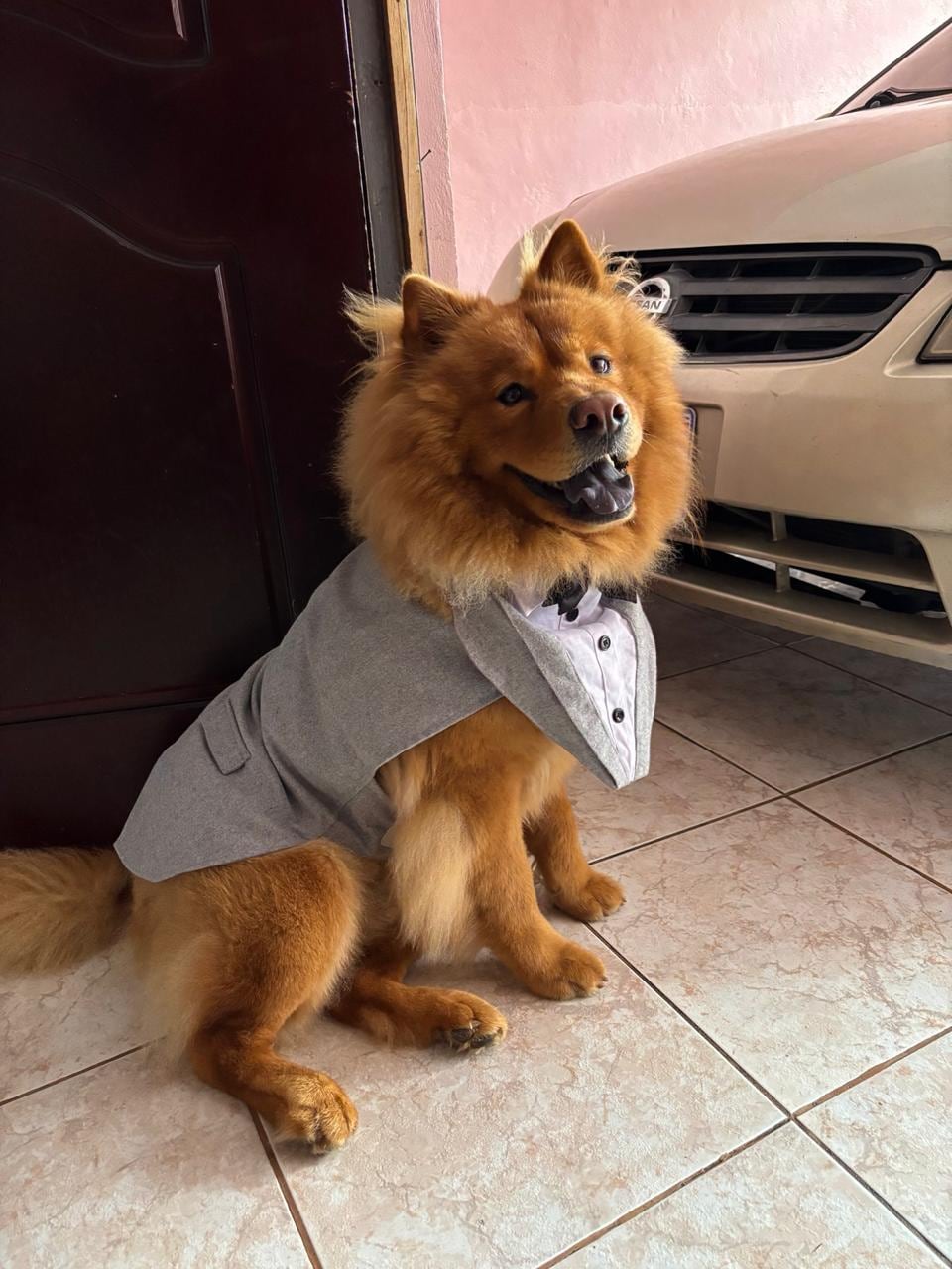 En una casa de Calle Blancos hay un miembro de la familia que no habla, pero dice muchísimo. Se llama Maximiliano, aunque todos lo conocen como Max, y es un Chow chow y la mamá humana se llama Hazel Zúñiga.