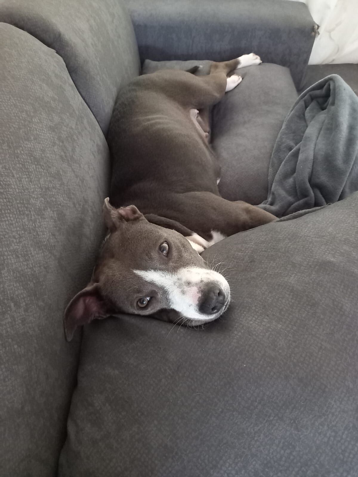 La perrita Sofía fue sacada de una casa en la cual era agredida, se le chineó en otra y ahora Senasa quiere que la devuelvan a donde la agredían