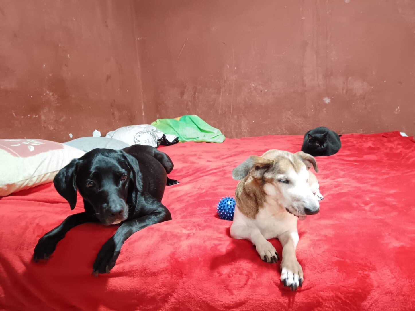 Don Tito es un zaguatico que fue adoptado por Melany Vargas Salazar del cual contamos su historia porque el 28 de mayo del 2025 es el Día Mundial del perro sin raza.