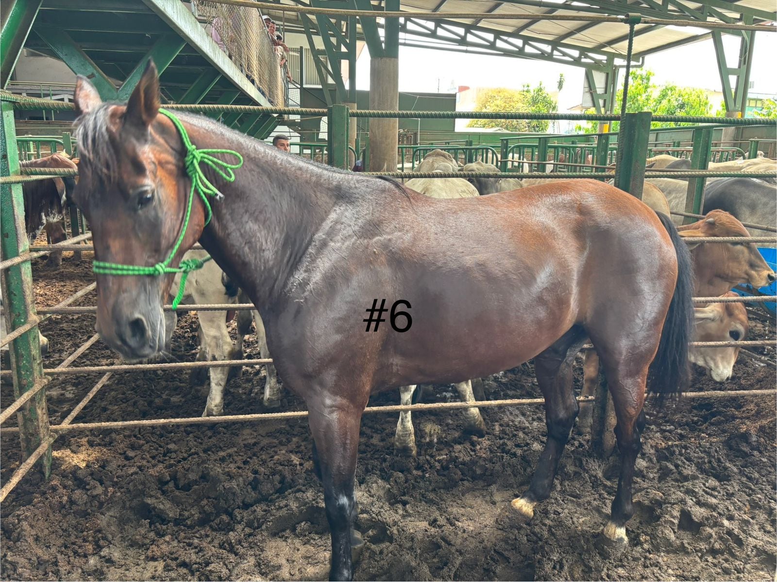 Los ocho caballos decomisados en la casa de una conocida barrilera de Pérez Zeledón, esposa de un supuesto líder narco, dejaron una millonada para Estado costarricense. Foto: ICD para La Teja