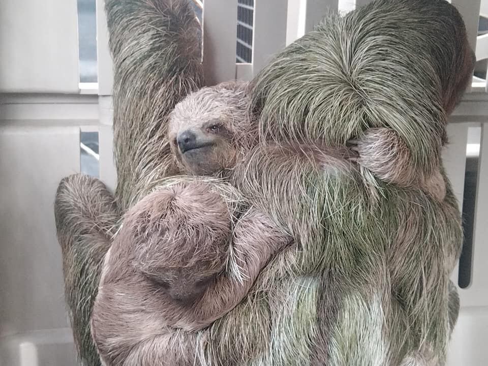 Rescatan a cinco perezosos que estaban en cautiverio