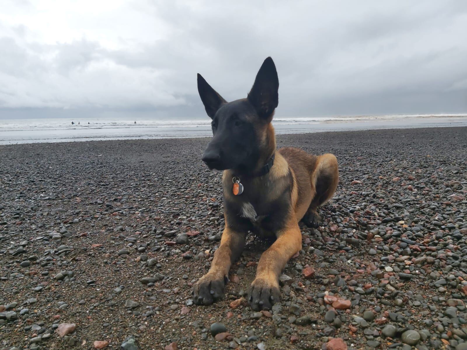 El guardavidas jacobeño, Marvin Chen Pérez, no presentó el 2 de agosto al nuevo guardavidas de Jacó, Takoa, un Pastor Malinois Belga, que tiene 7 meses de edad.