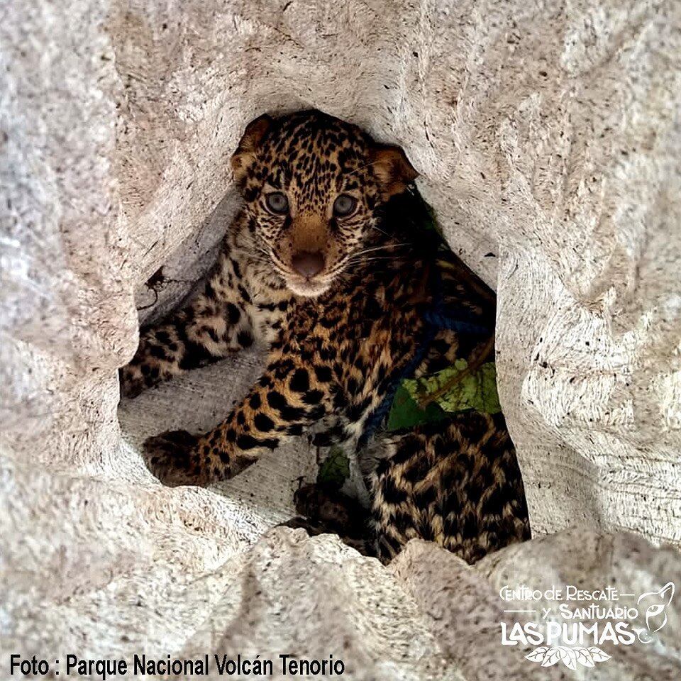 Celeste la jaguar tica.