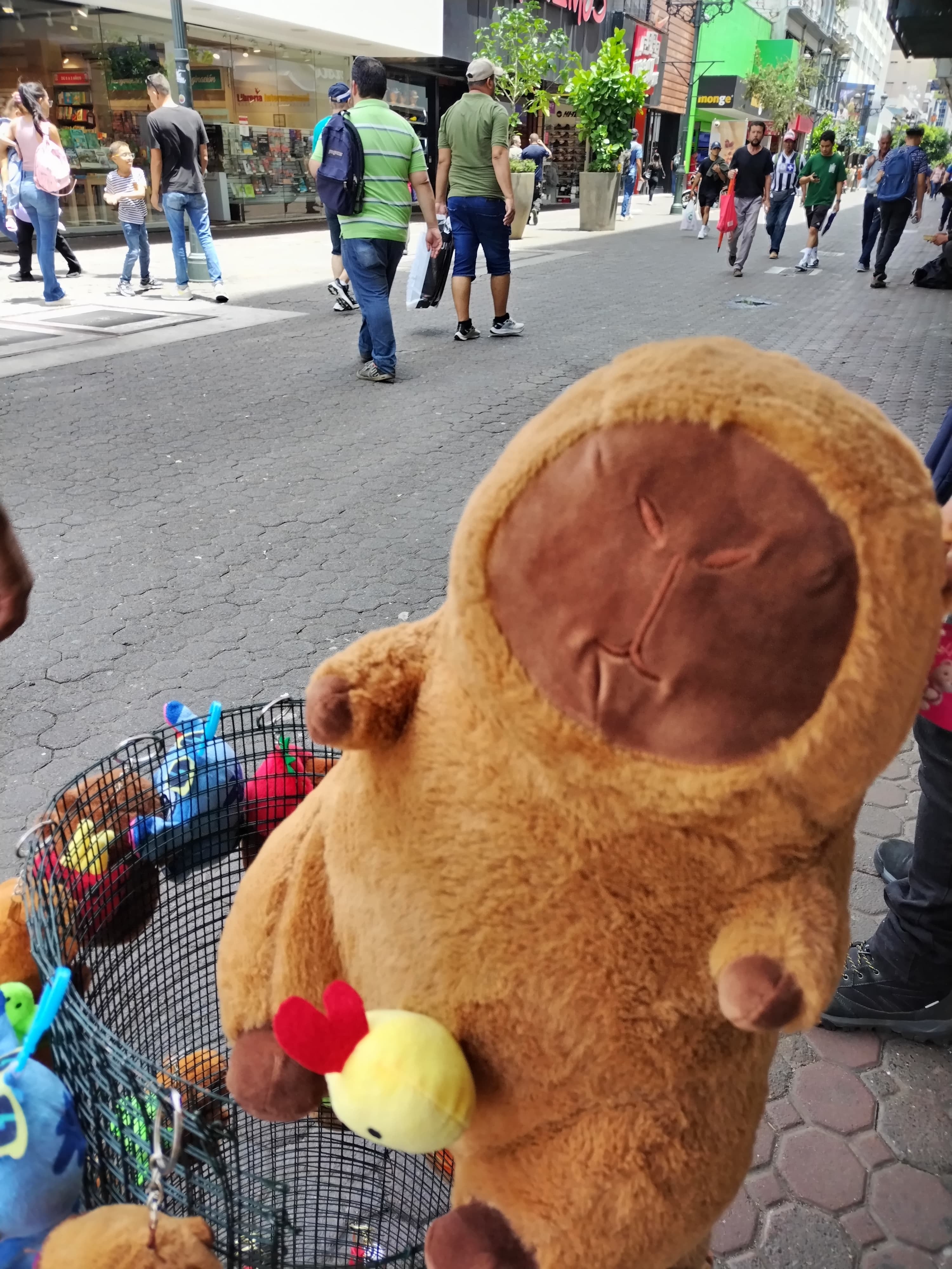 Los peluches de capibara volvieron a ser una locura de ventas en San José centro tras el decomiso de 5 capibaras reales en Orotina. Los vendedores ambulantes lo confirmaron el 27 de mayo del 2025 en un recorrido que realizamos.