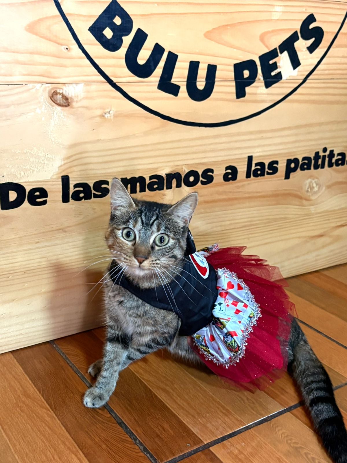 Benji, un zaguatico con alma de ángel, y Ágatha, una gatita de mirada sabia y carácter fuerte, quienes son los modelos oficiales de Bulupets, la tienda de accesorios para mascotas que su dueña, Sofía Moya Espinoza