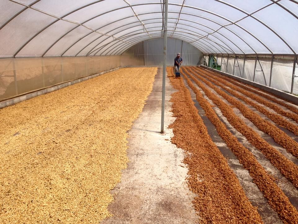 Detrás de cada bolsita de Pride Coffee hay una historia que huele a esperanza, que sabe a justicia y que arde con el fuego del orgullo. La historia la escribe Julio César Calvo Murillo