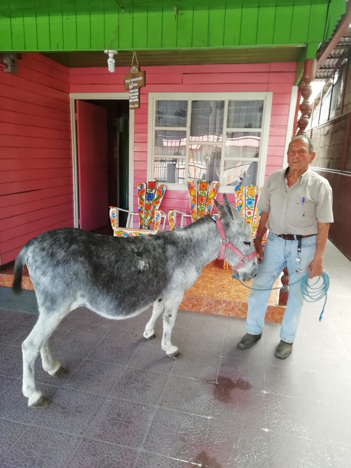 La burra Chepita, que por 11 años cargó la imagen del Señor del Triunfo durante la procesión del Domingo de Ramos en San José, lo hará este 2022 en la parroquia de Guadalupe de Cartago. En la foto, don Manolo Retana Rodríguez, chinea a Chepita.
