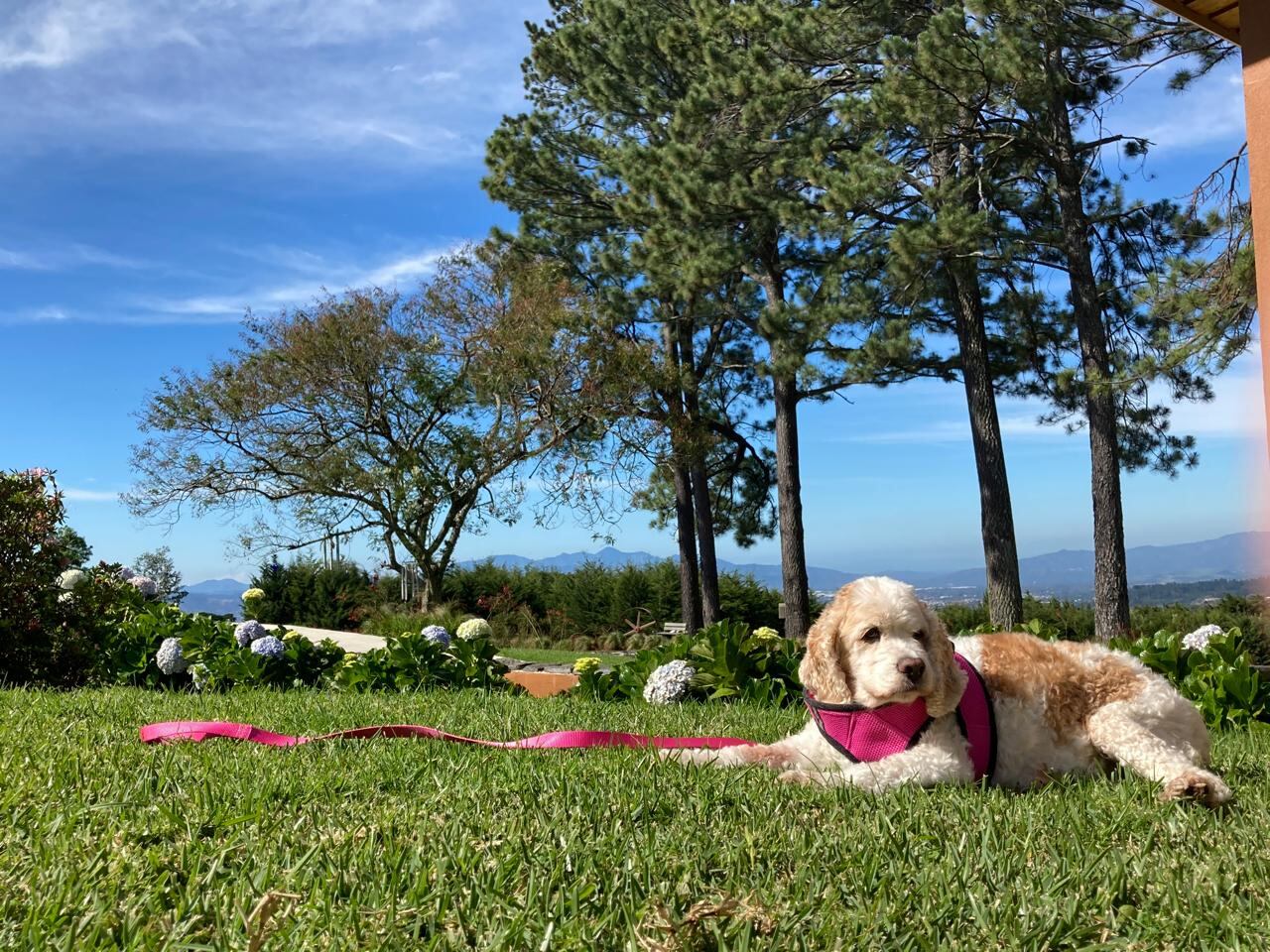 Hellen Aguilar y su hermana gemela, Evelyn, hace 20 años adoptaron a Panda, una perrita Cocker Spaniel de 9 años.